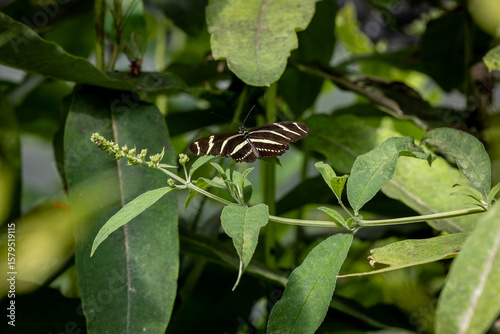 Zebra Longwing on flowers and leaves