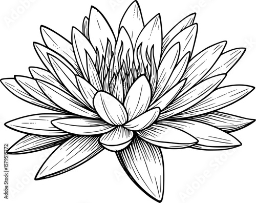 single water lily lotus illustration