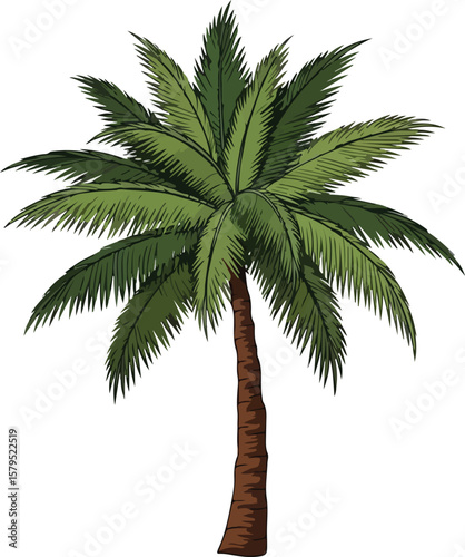 palm tree isolated on white