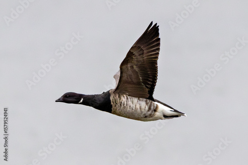 Canvas Print Brent Goose (Branta bernicla) on Bull Island, Ireland – coastal tidal estuaries