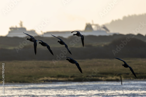 Photography Brent Goose (Branta bernicla) on Bull Island, Ireland – coastal tidal estuaries