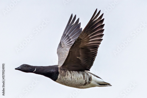 Brent Goose (Branta bernicla) on Bull Island, Ireland – coastal tidal estuaries