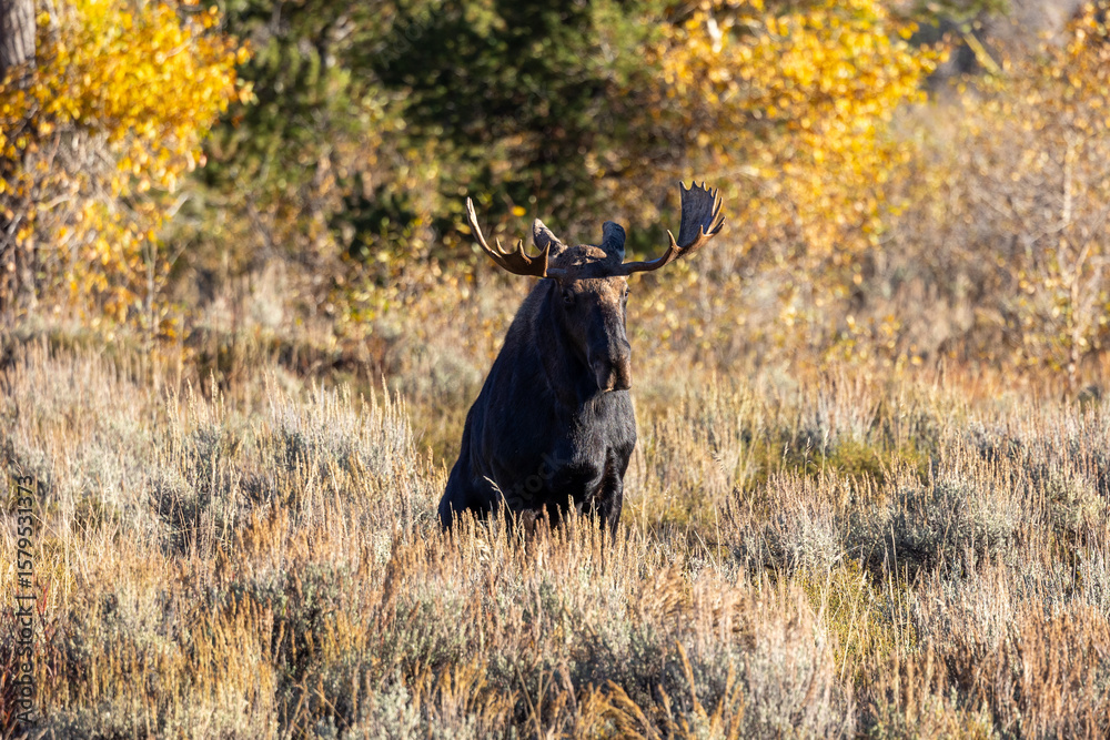 Bull moose surrounded by autumn colors in Grand Teton National park Bull moose surrounded by autumn colors in Grand Teton National park