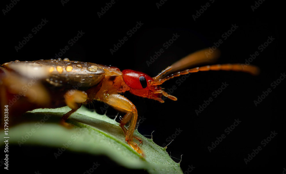 Naklejka premium An insect photographed in its natural habitat. Natural background. High detail and sharpness. European earwig.