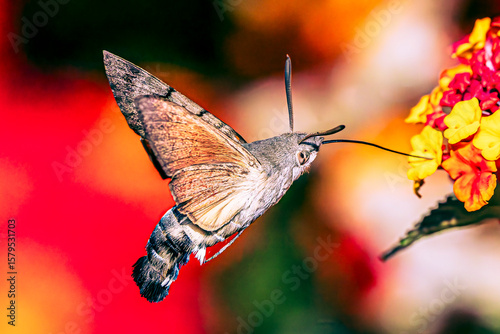 Hummingbird hawk-moth