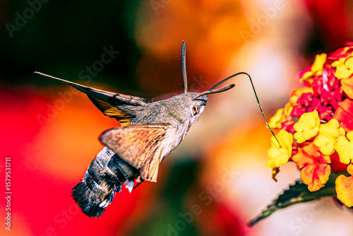 Hummingbird hawk-moth