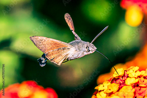 Hummingbird hawk-moth