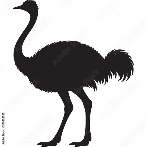 Silhouette of an ostrich standing on a white background, showcasing its long neck and feathered body on transparent background