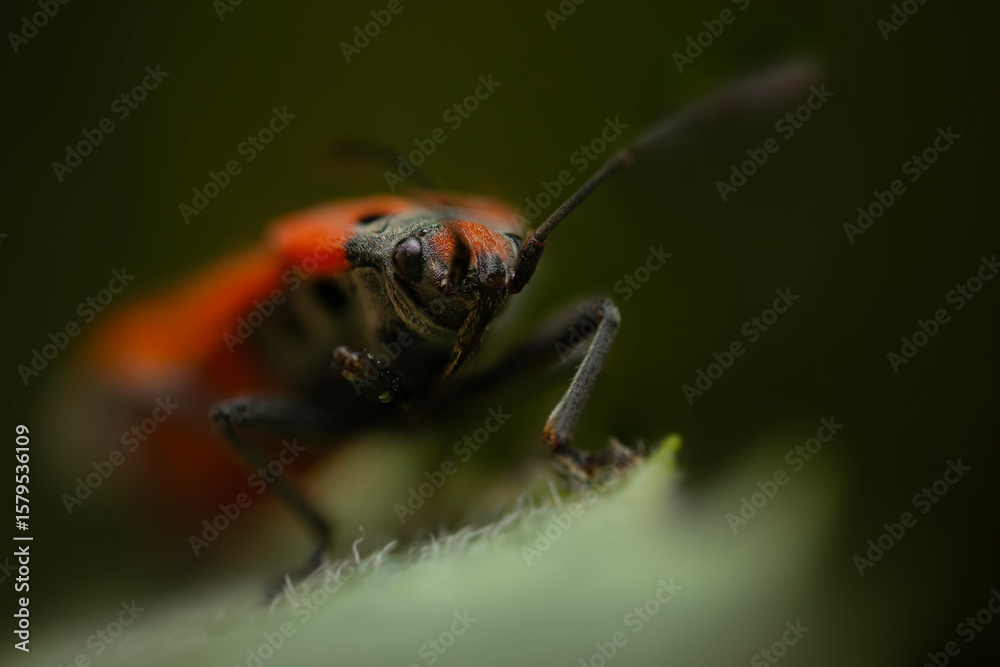 Naklejka premium Flame bedbug. Macro photo. Nature background. 