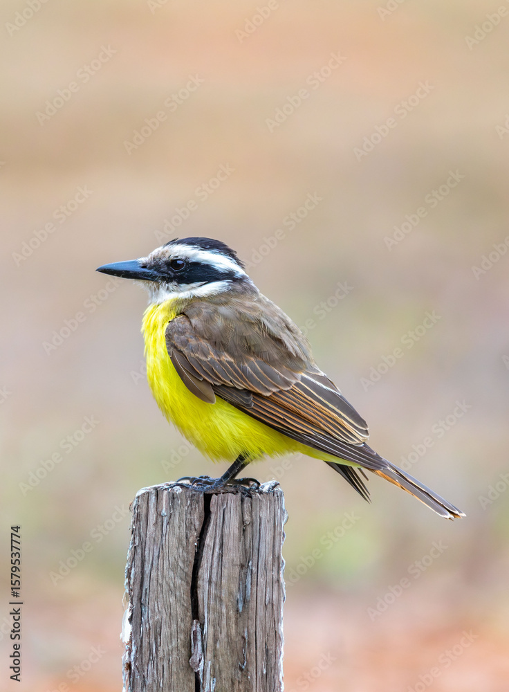Fototapeta premium A well-lit image of a Great Kiskadee bem-te-vi (Pitangus sulphuratus), with selective focus highlighting its vibrant yellow breast. The bird is highlighted against a blurred background. Brazilian Bird