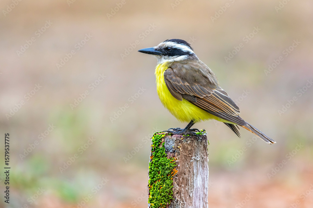Naklejka premium A well-lit image of a Great Kiskadee bem-te-vi (Pitangus sulphuratus), with selective focus highlighting its vibrant yellow breast. The bird is highlighted against a blurred background. Brazilian Bird