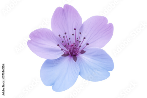 Beautiful cherry blossom with detailed stamen and pistil on transparent background, perfect for spring and floral designs