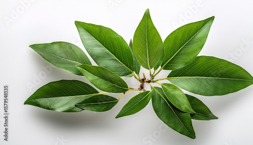 Wallpaper Mural green plant with leaves isolated on transparent background Torontodigital.ca