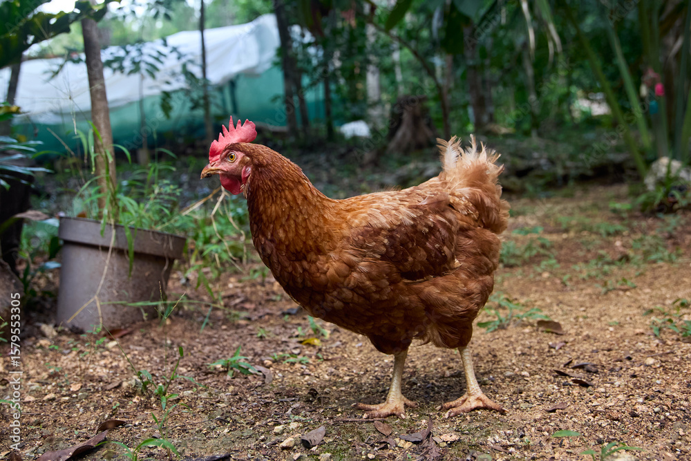 Fototapeta premium free range chickens