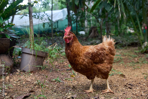 free range chickens