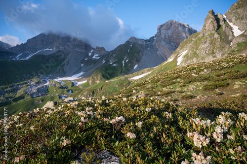 mountain landscape with flowers