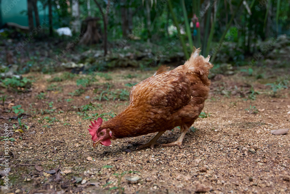 Fototapeta premium free range chickens