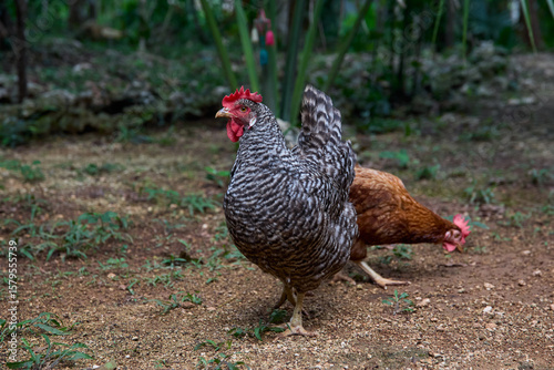 free range chickens