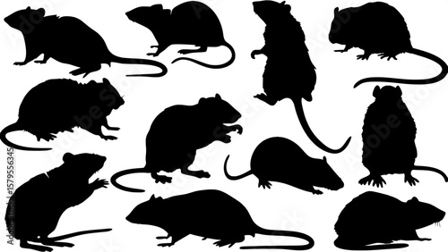 Set of black vector silhouettes of twelve rats viewed from above. Each figure showcases different postures such as curled up, stretching, grooming, and scurrying. White background enhances the high-co