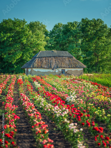portrait view to old farm house behind the rows of blooming roses