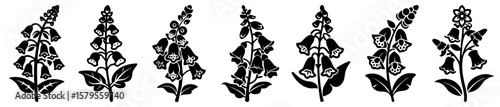 Elegant Black and White Foxglove Floral Illustration, Delicate and Modern Aesthetic