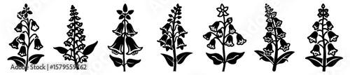 Foxglove flower vector set in silhouette for design elements and artwork