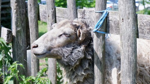 Schaf mit lockigem Fell blickt durch Holzzaun bei Sonnenschein auf Bauernhof
