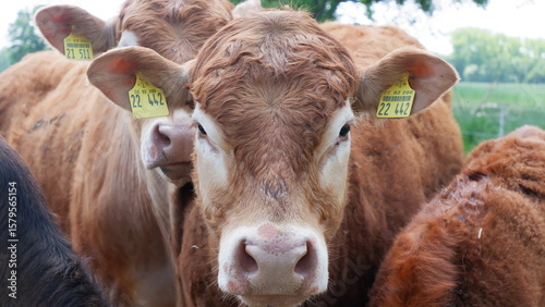 Braune Kuh mit Ohrmarke blickt in Kamera zwischen anderen Rindern auf Weide