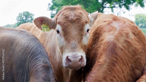 Braune Kuh mit Ohrmarke blickt in Kamera zwischen anderen Rindern auf Weide