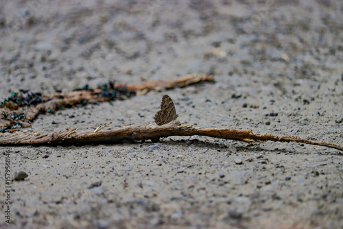 Fotografie Butterfly on a Timber Rattlesnake Rattle Snake Carcass