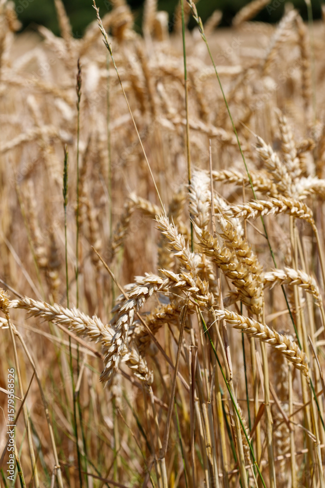 Fototapeta premium Wheat Field Close-Up