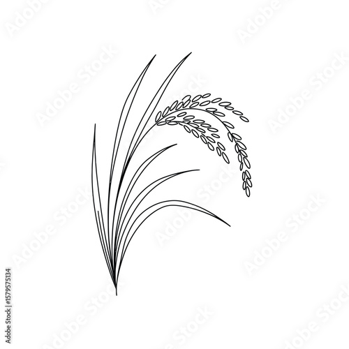 Minimalist black line drawing of a rice stalk with grains and leaves