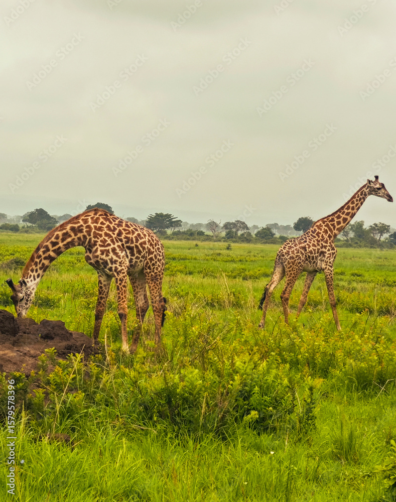 Obraz premium Mikumi safari Tanzania