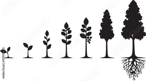 Seedling to mature tree growth stages plant growth sapling