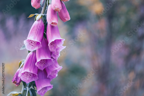 Digitalis, foxglove flower on blurred bokeh background, retro forest photo detail