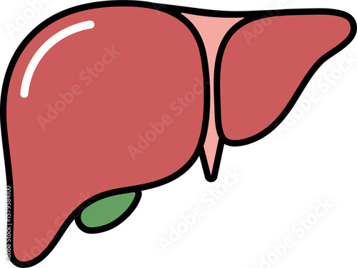 Human Liver Icon