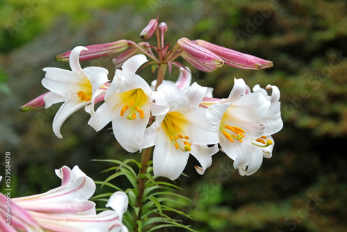 Large white and yellow trumpet regal lily,  Lilium ‘regale’, in flower.