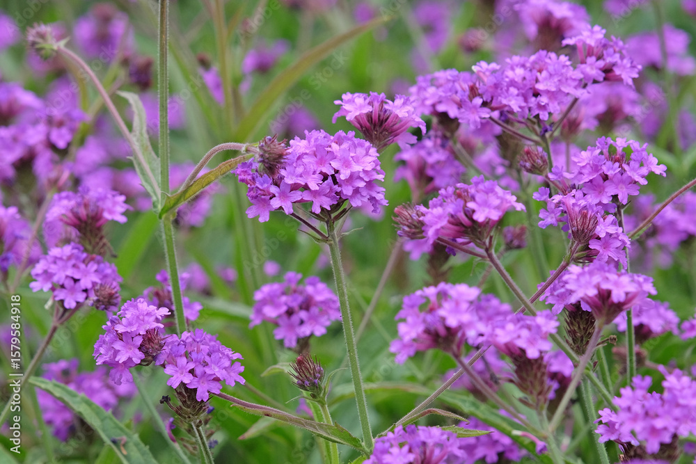 Obraz premium Purple Verbena rigida, known as slender vervain or tuberous vervain in flower.