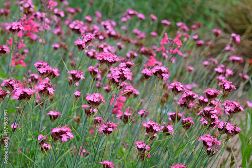 Dianthus carthusianorum, commonly known as Carthusian pink in flower.