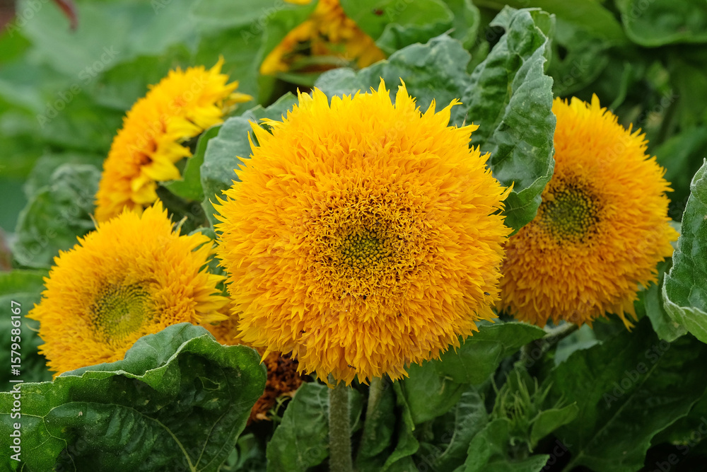 Obraz premium Yellow Helianthus annuus, sunflower ‘Teddy Bear’ in flower.
