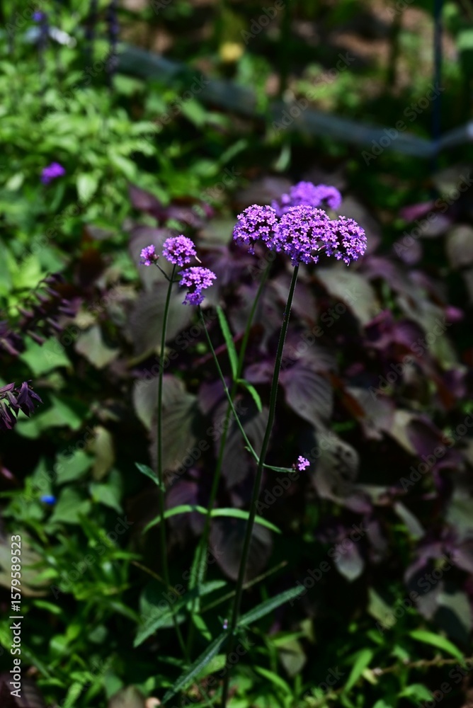 Obraz premium Verbena bonariensis (Purpletop vervain) flowers. Verbenaceae perennial plants. Clusters of small crimson-purple flowers bloom in summer.