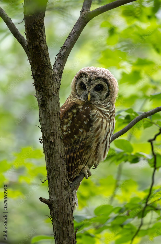 Obraz premium barred owl
