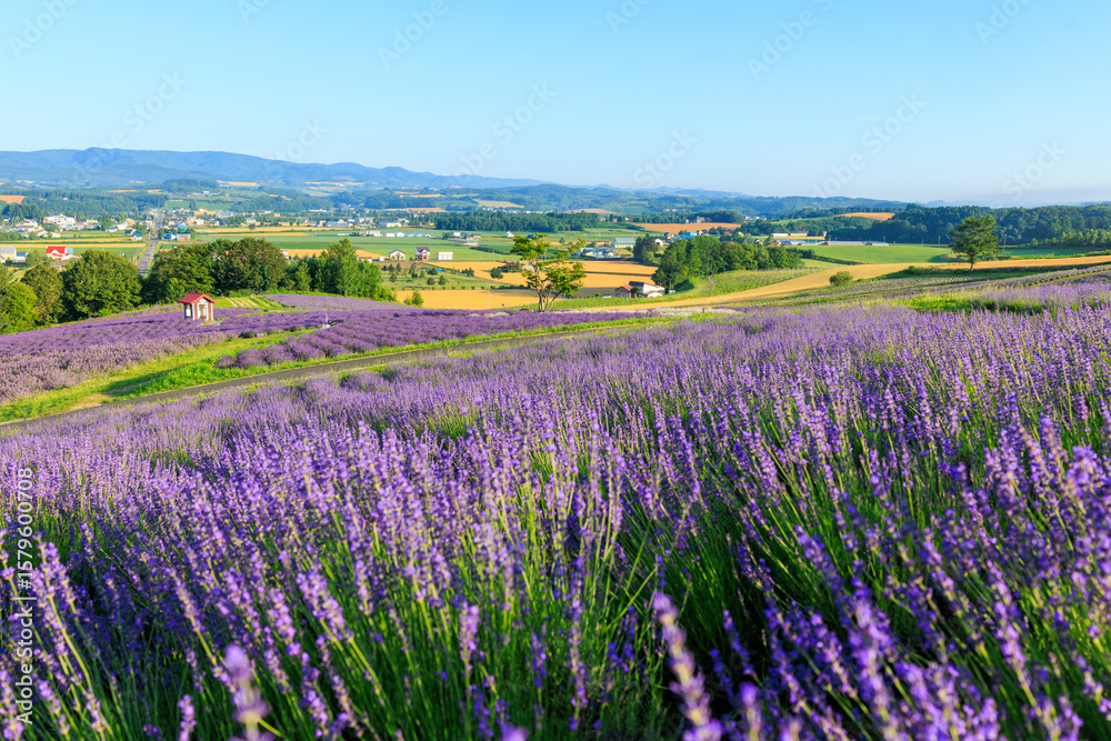 Naklejka premium 日の出公園のラベンダー