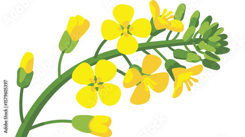 Vibrant Yellow Mustard Flowers and Buds