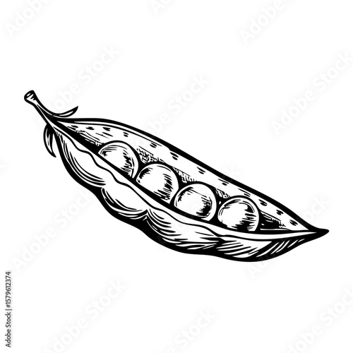 Vintage sketch of peas in a pod drawn in detailed black and white  