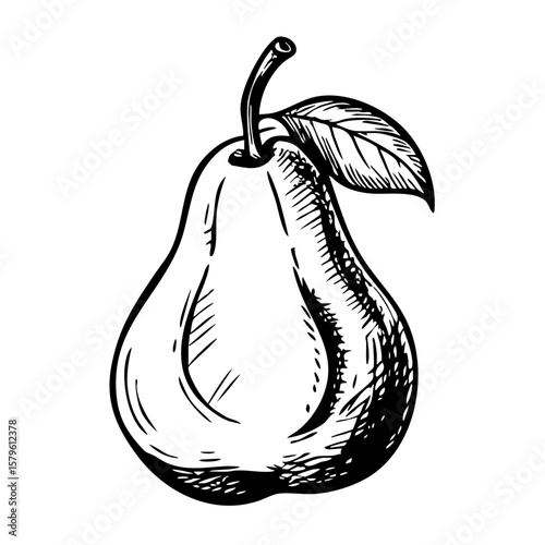 Vintage sketch of a pear with a leaf on its stem  