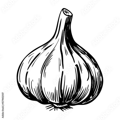 Vintage sketch of a garlic bulb with detailed illustration  
