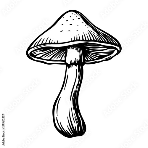Vintage sketch of a mushroom illustration  