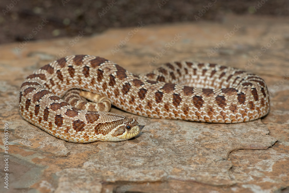 Fototapeta premium A cute female Western Hognose Snake (Heterodon nasicus), also called a Plains Hognose Snake, on a rock
