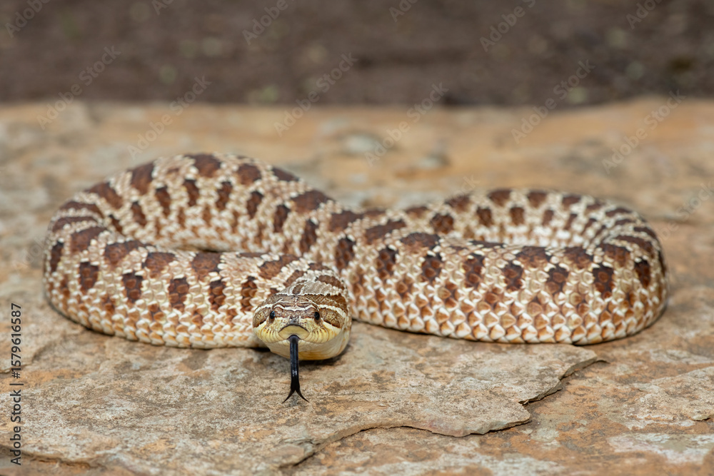 Fototapeta premium A cute female Western Hognose Snake (Heterodon nasicus), also called a Plains Hognose Snake, on a rock